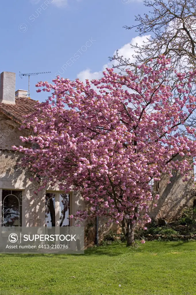 Japanese Flowering Cherry ""Kansan"" flowers in April France