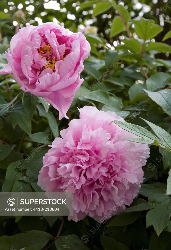 Flowers of tree Peony in April France