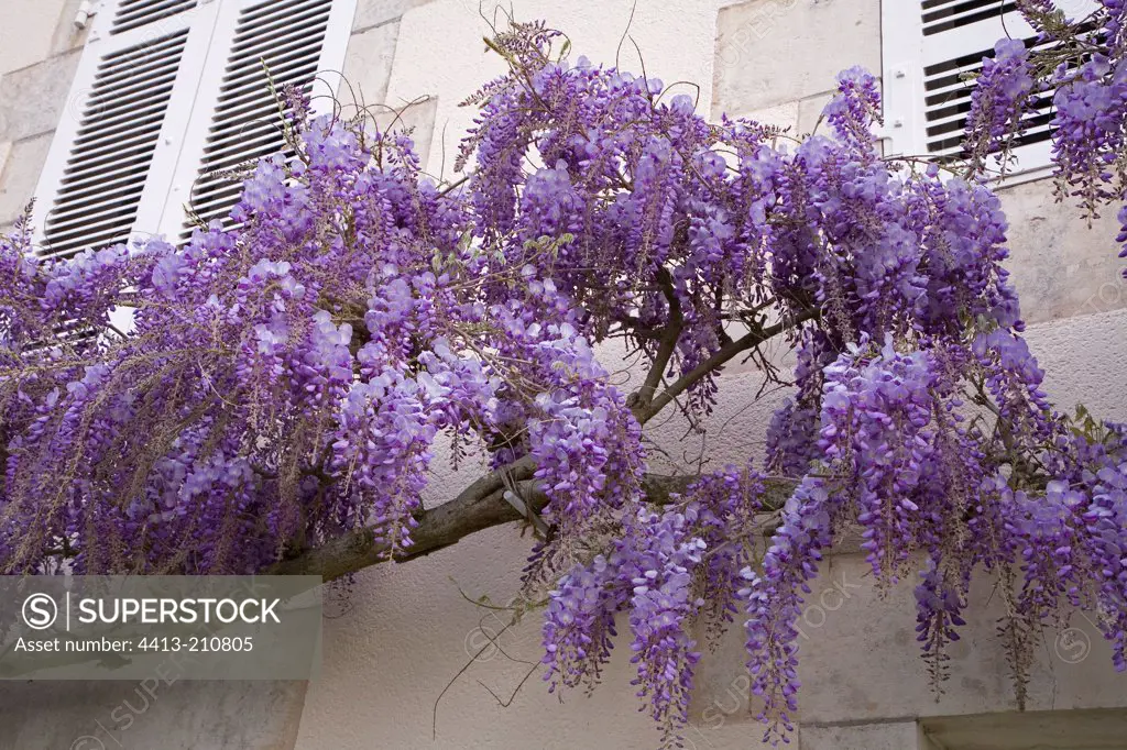 Chinese Wisteria flowers in April France