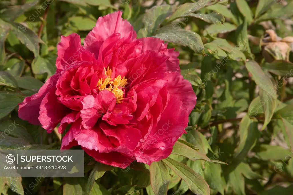 Flower of Moutan Peony ""Yoyo No Homare"" in April France