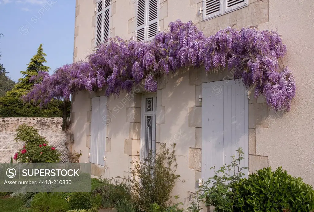 Chinese Wisteria on wall and Moutan Peony in April France