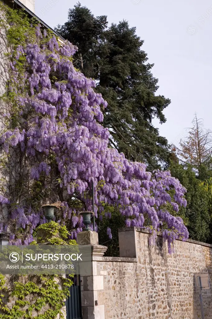 Chinese Wisteria flowers on wall France