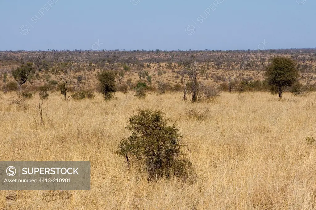Bare savanna in the NP Kruger South Africa