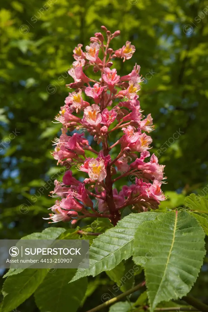 Red horse chestnut in May France