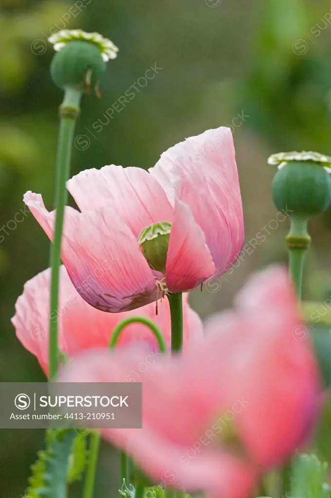 Pink Oriental poppy flower in spring