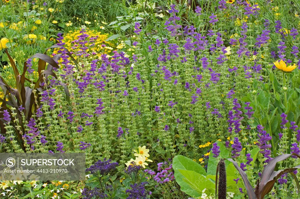 Blue massif of Red-topped sage flowering in summer