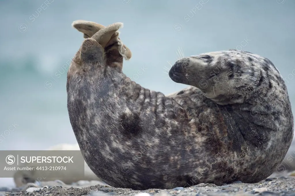 Flexible Grey seal on the beach Helgoland Germany