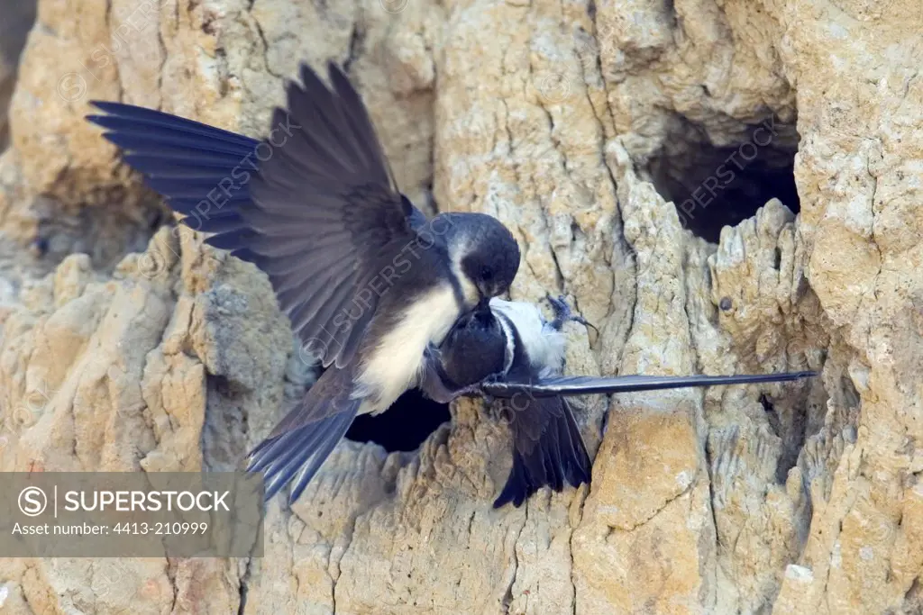 Couple of Sand Martins in front of the nest Bulgaria