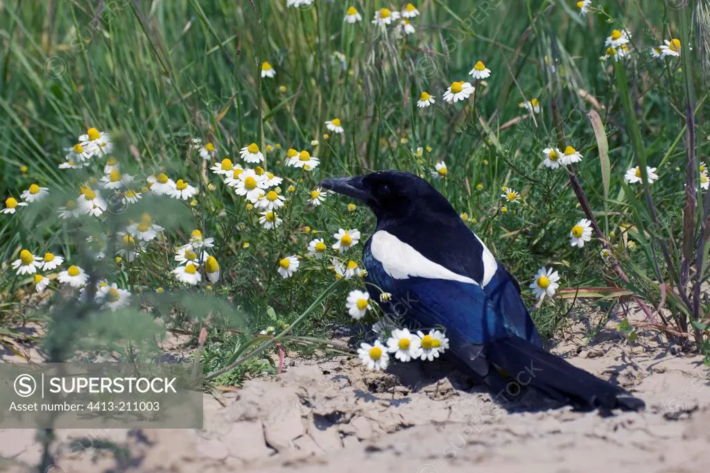 Black-billed Magpie on the ground among flowers Bulgaria