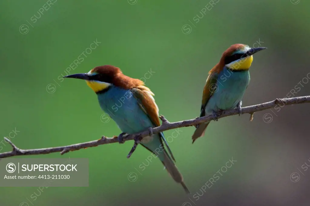 Pair of European Bee-eaters on a branch Bulgaria