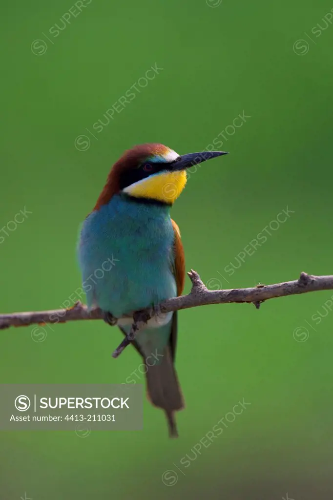 European Bee-eater settled on a branch Bulgaria