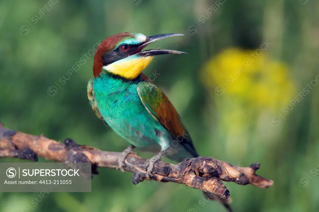 European Bee-eater singing on a branch Bulgaria