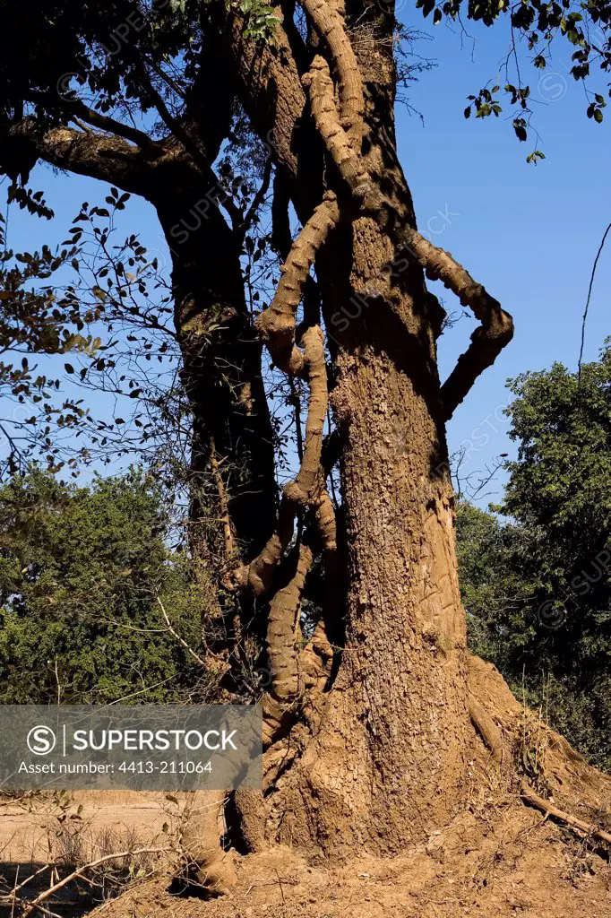 Lianes around a tree in dry season NP Mana Pools Zimbabwe