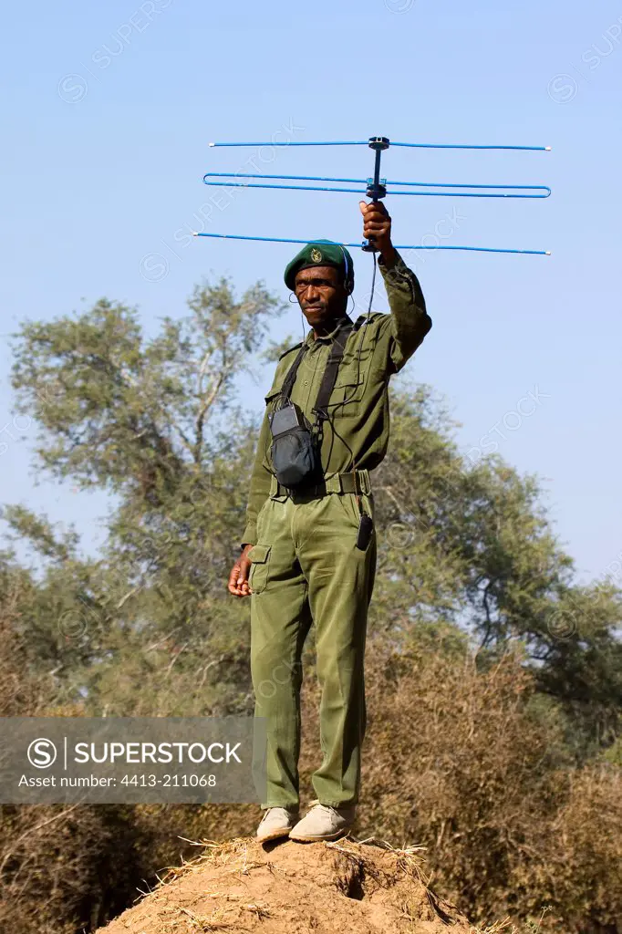 Man seeking a lion by tracking radio Zimbabwe