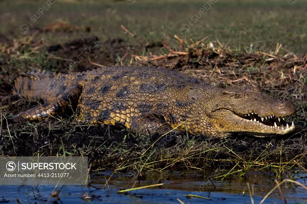 Nil Crocodile along the edge of water NP Chobe Botswana