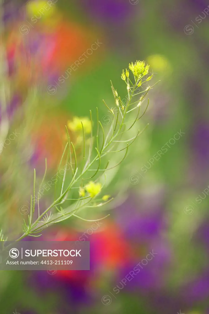 Inflorescence of Herb sophia Bulgaria