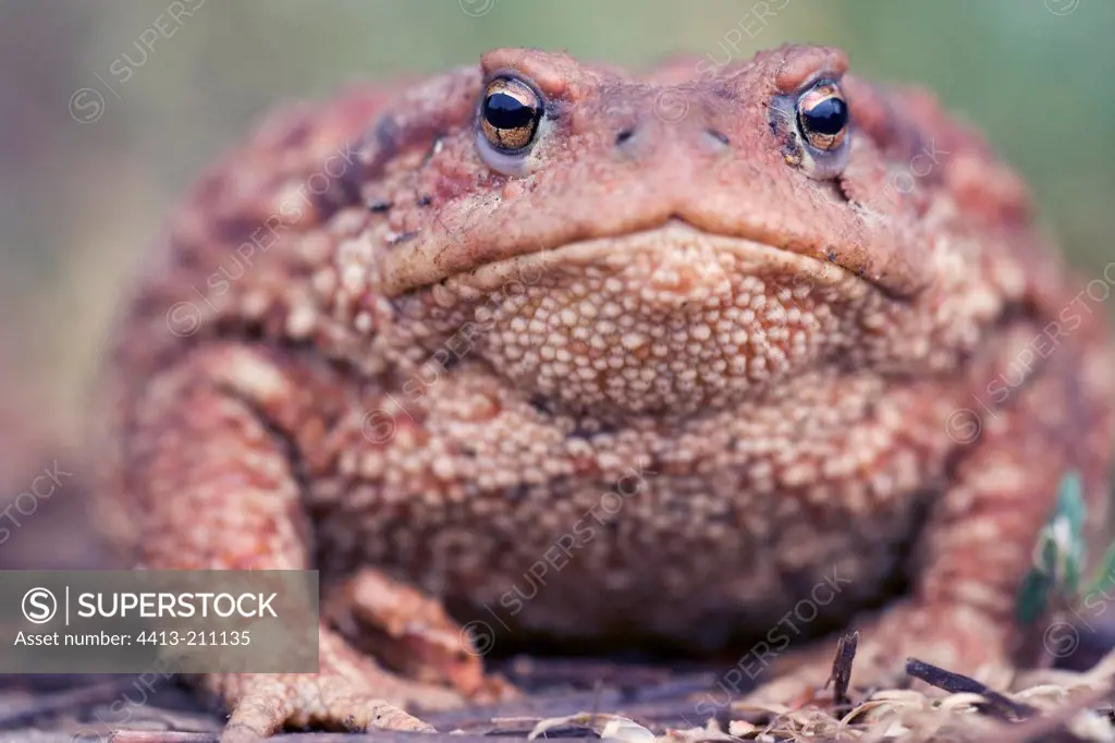Portrait of a Common Toad Bulgaria