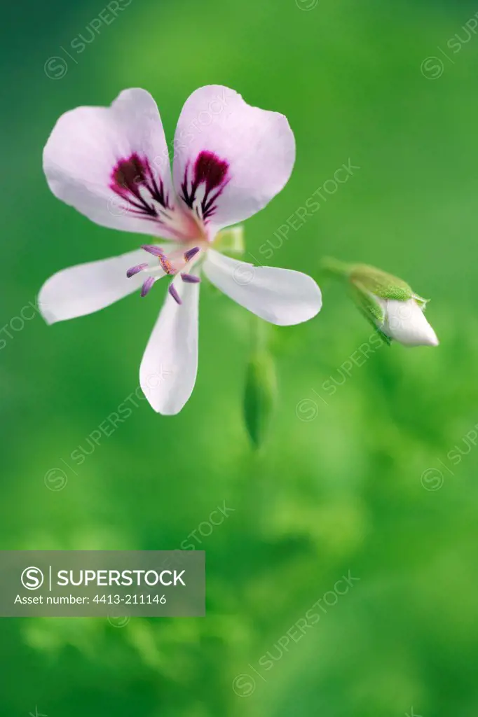 Flower of Lemon-scented pelargonium South Africa