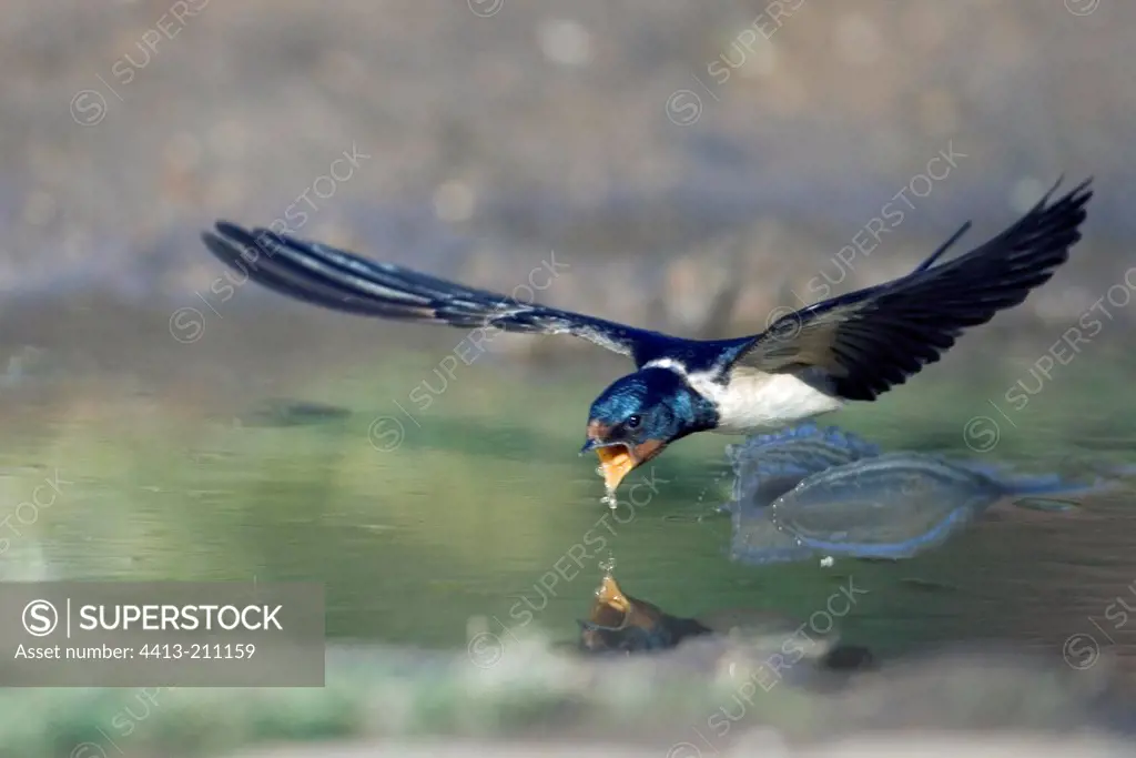 Barn Swallow drinking in flight Bulgaria