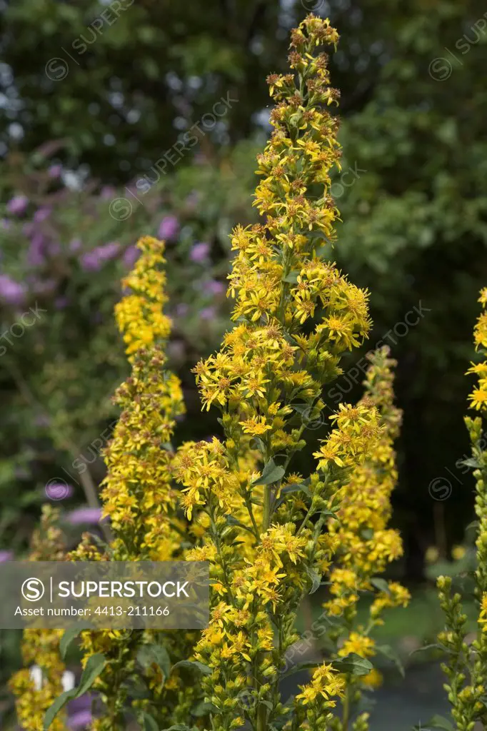 Goldenrod in bloom in a garden