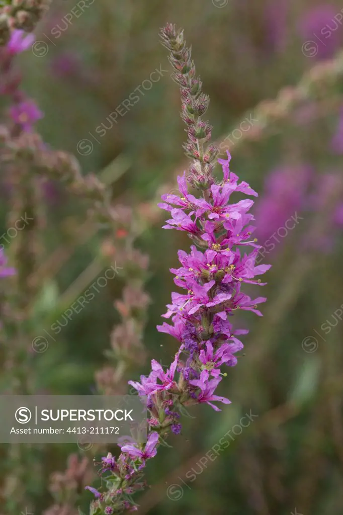 Purple loosestrife in bloom in a garden