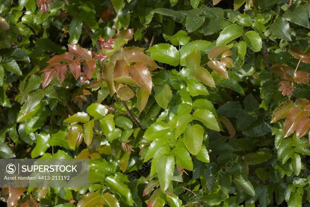 Mahonia foliage in a garden