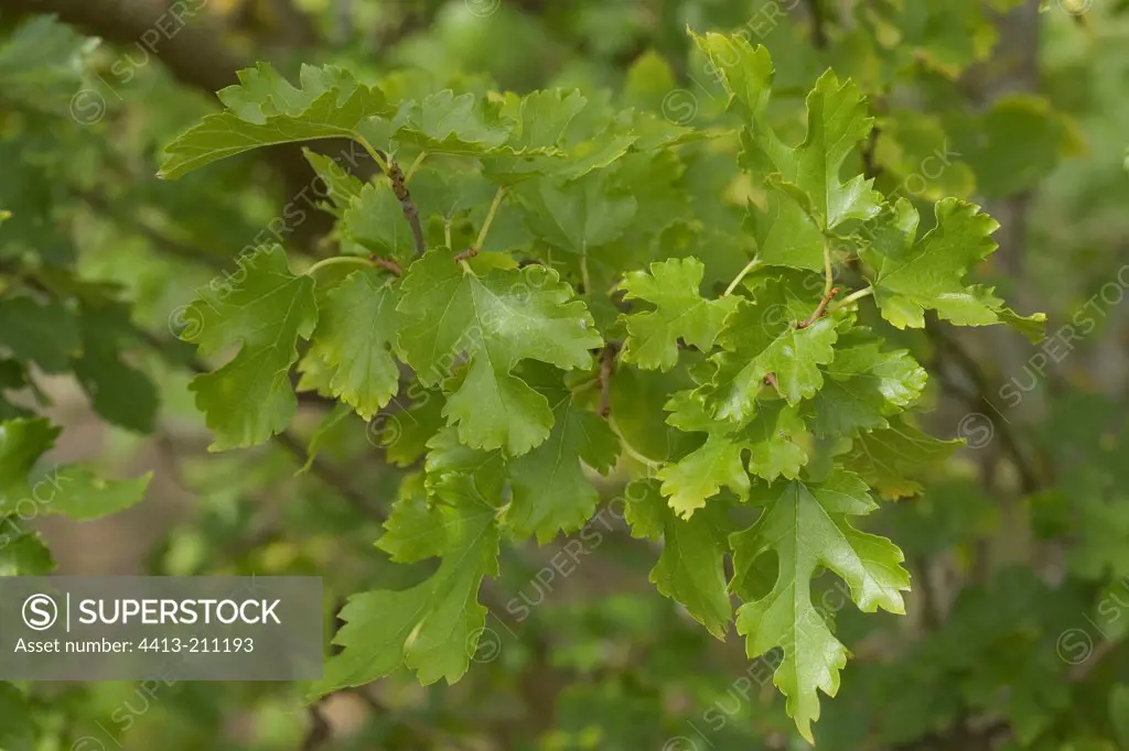 Mulberry tree foliage in a garden