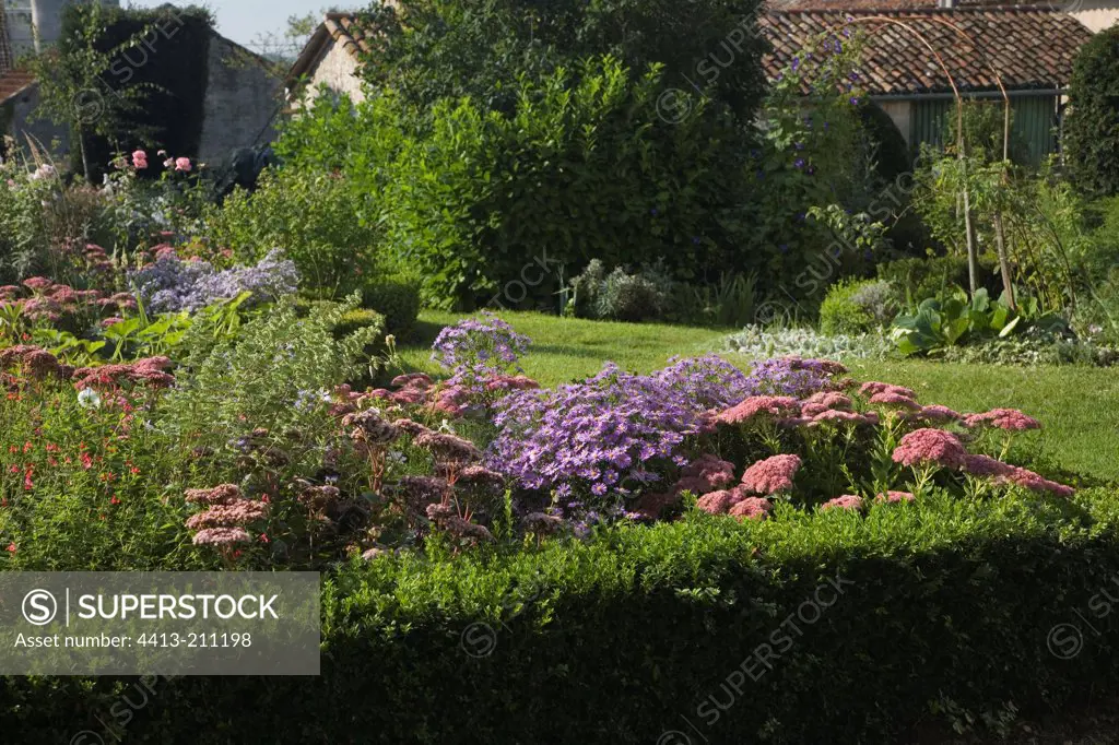 Stonecrop 'Brillant' and aster 'Lilac Time' in a garden