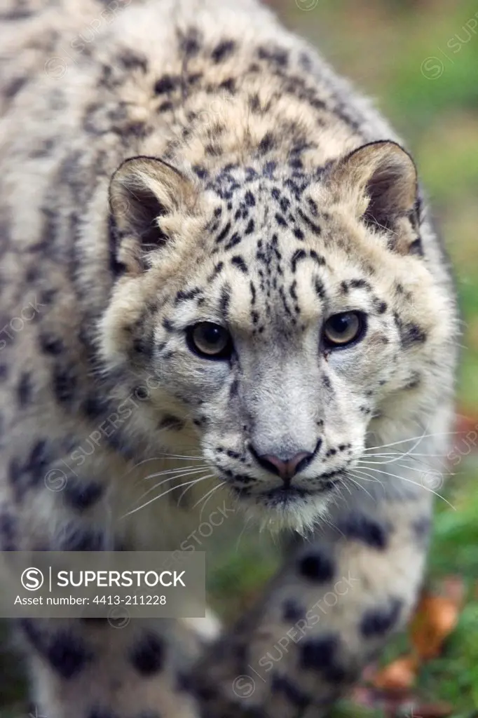 Portrait of a Snow leopard