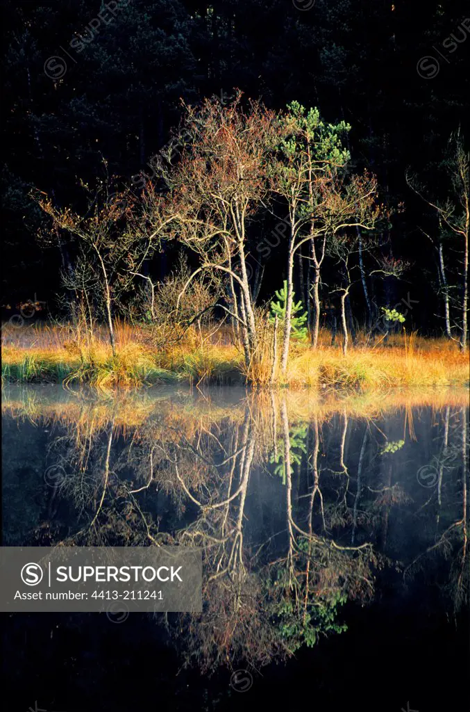 Fall trees reflecting on the pond of Erbsenthal Moselle