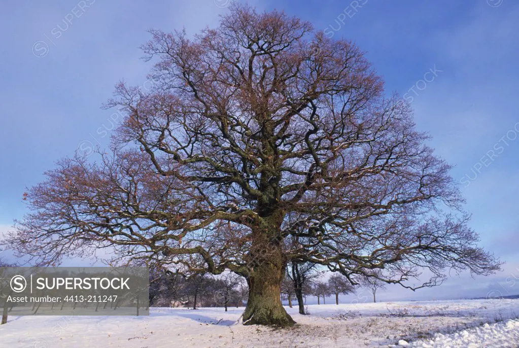 Old Oak in winter Bas-Rhin France