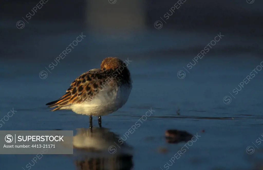 Little Stint standing at rest in shallow water Europe