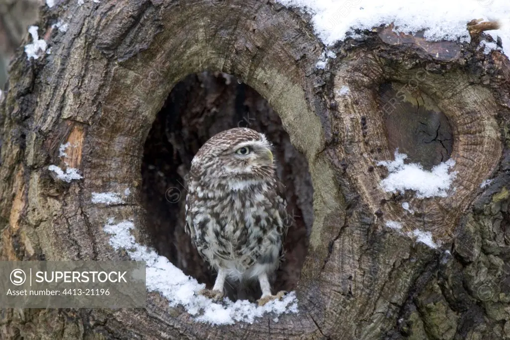 Little owl in the hole of an old tree Great Britain