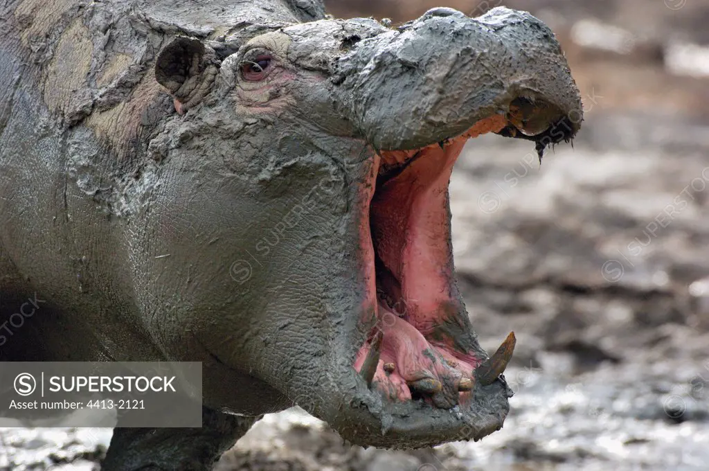 Covered mud hippopotamus Yawning Thoiry France