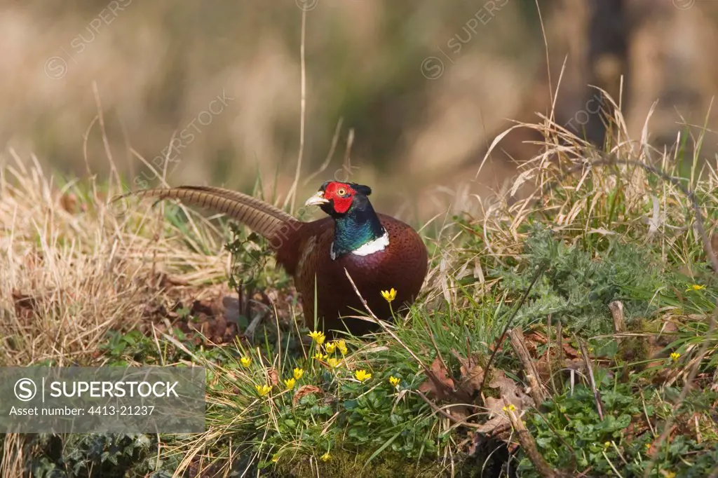 Male Ring-necked pheasant at spring GB