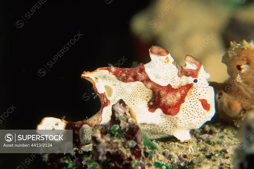 Alevin of Warty frogfish Lambeh Indonesia