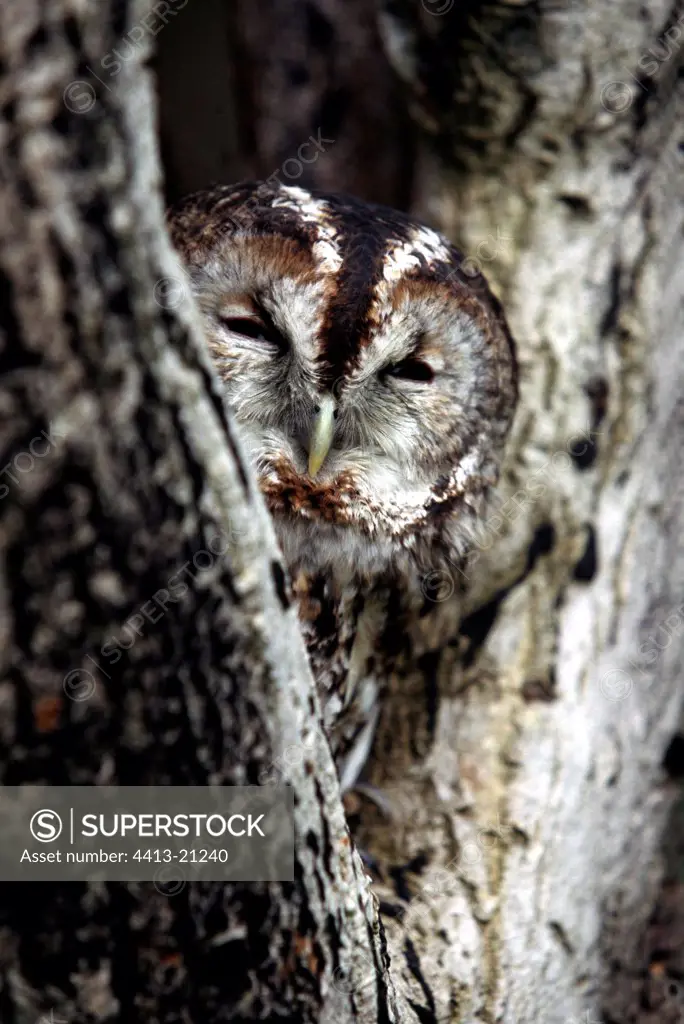 Tawny owl in the hole of a tree Great Britain