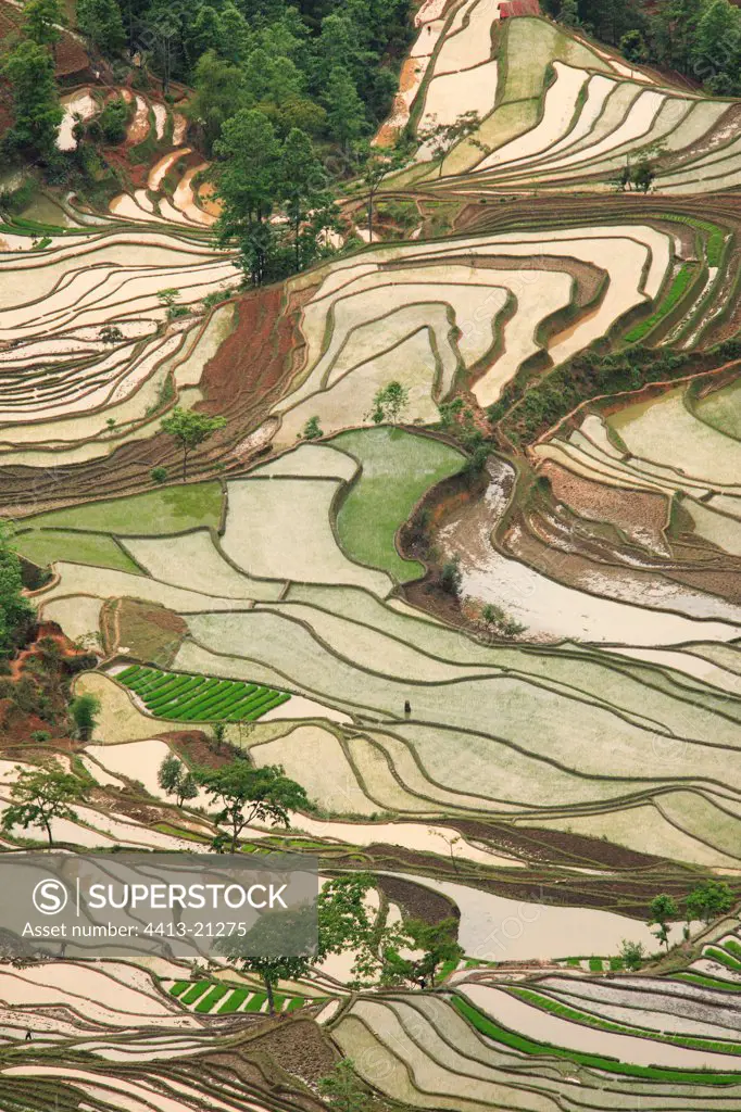 Rice plantations of mountain Yunnan China