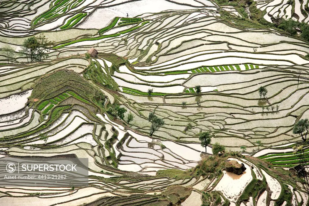 Rice plantations of mountain Yunnan China