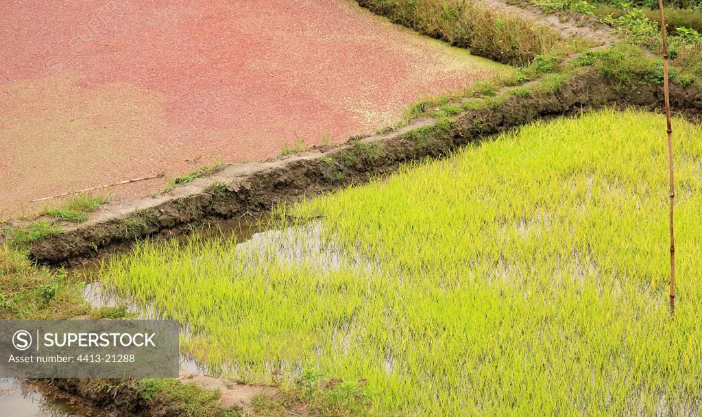 Rice sowing before road repair Yunnan China