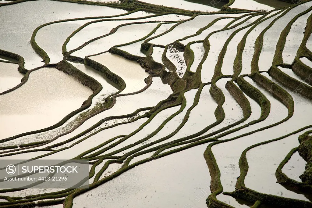 Rice plantations of mountain in terrace twilight Yunnan China
