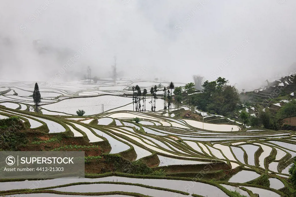 Rice plantations of mountain in terrace in the fog Yunnan China