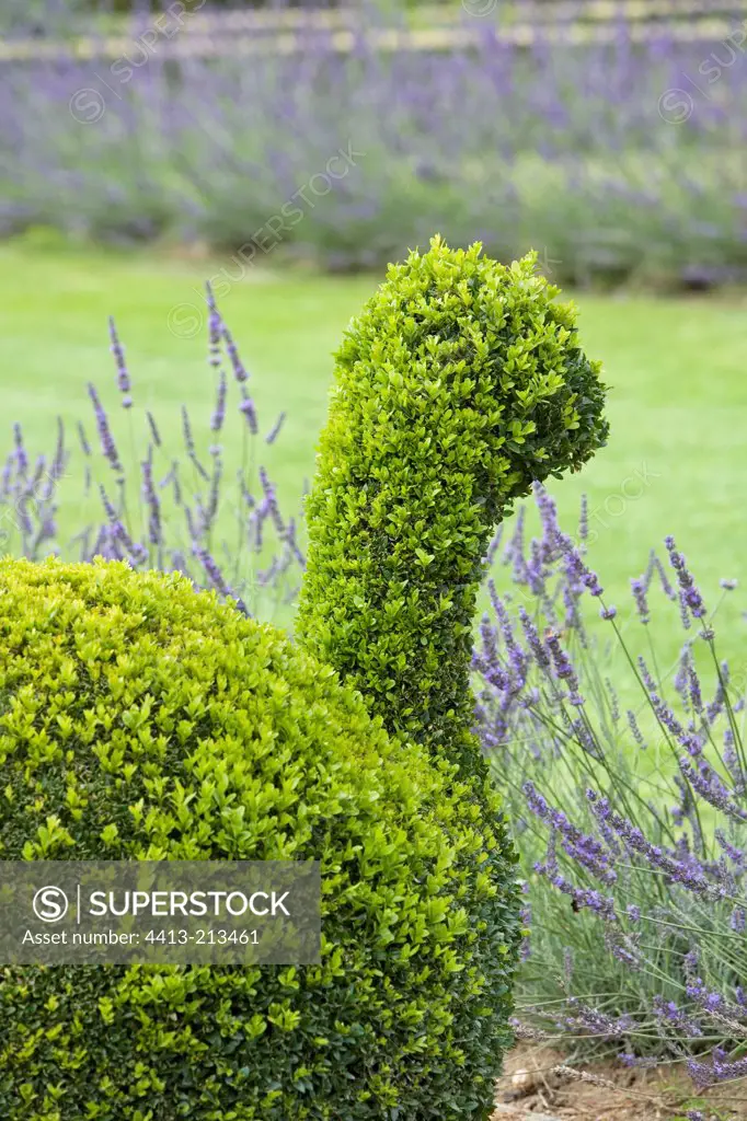 Animal topiary of Common box Castle of Cormatin France