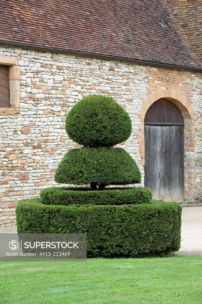 Common box topiary Castle of Cormatin Bourgogne France