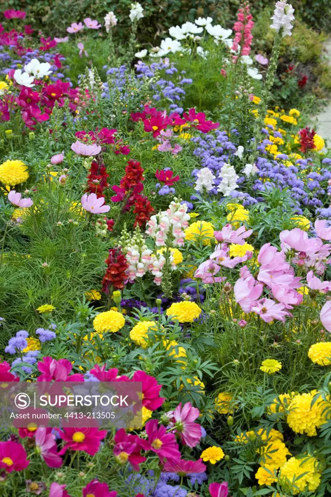 Annual flower massif Haute-Savoie France