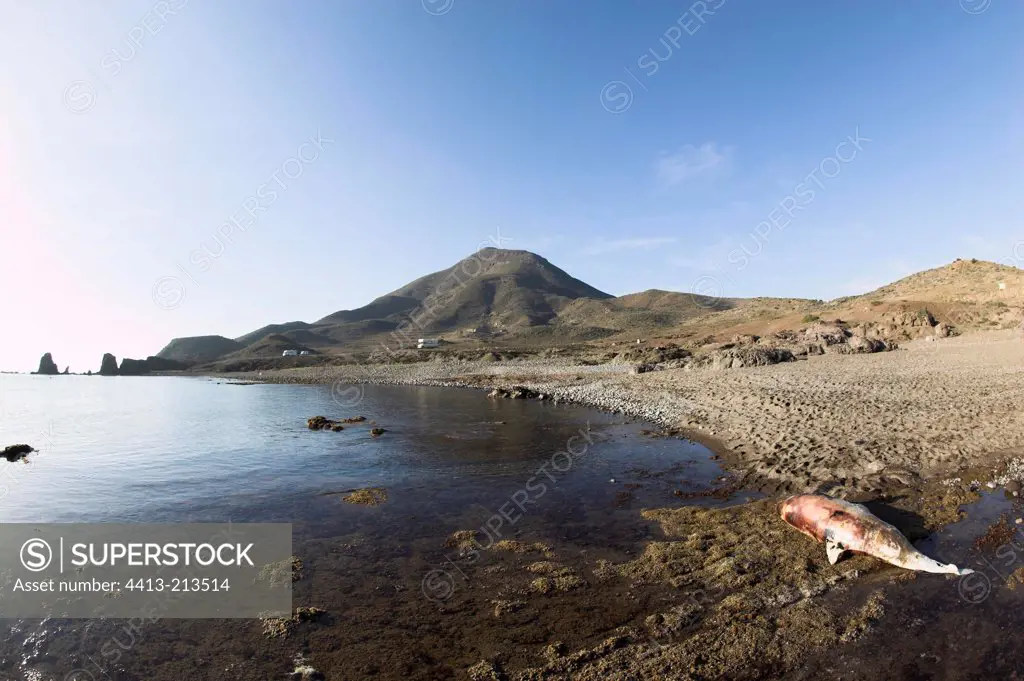 Dauphin aground at Cape Nature Park Gate-Nijar, Spain
