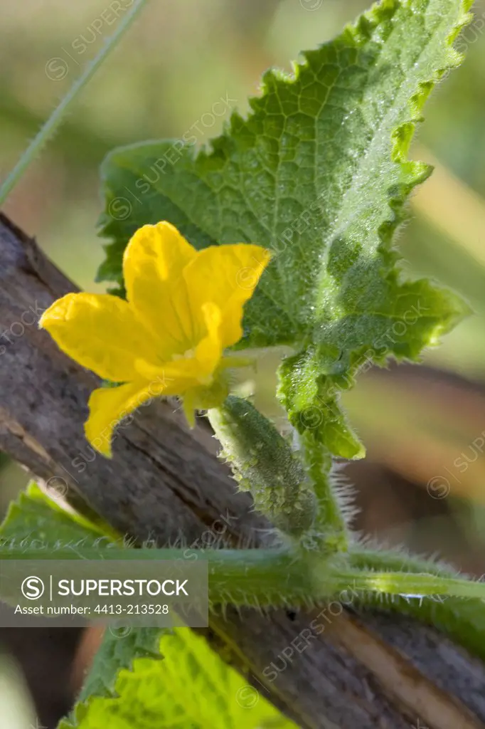 Female flower of cucumber in spring Provence