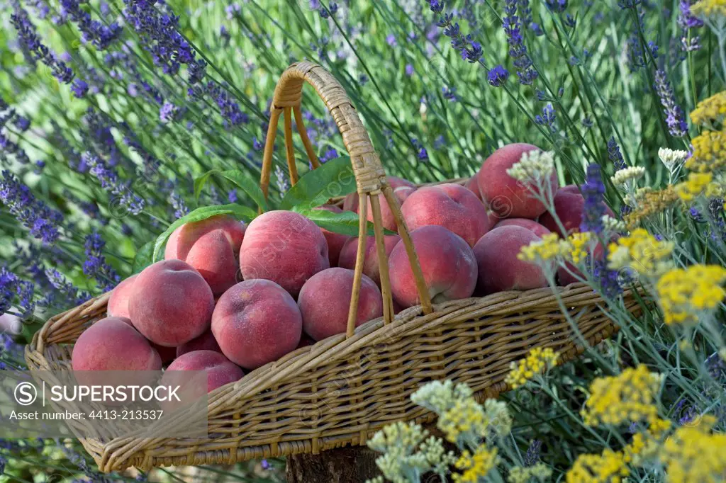 Basket full of peaches in a flower massif Provence