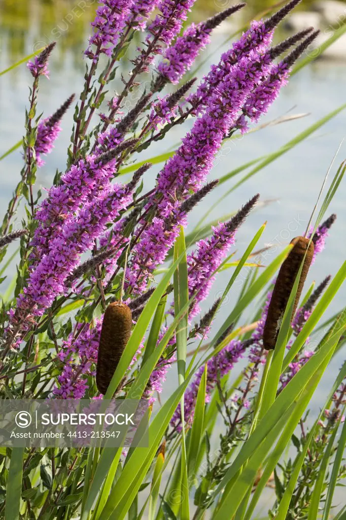 Purple Loosestrifes and Cattails near a pond Provence