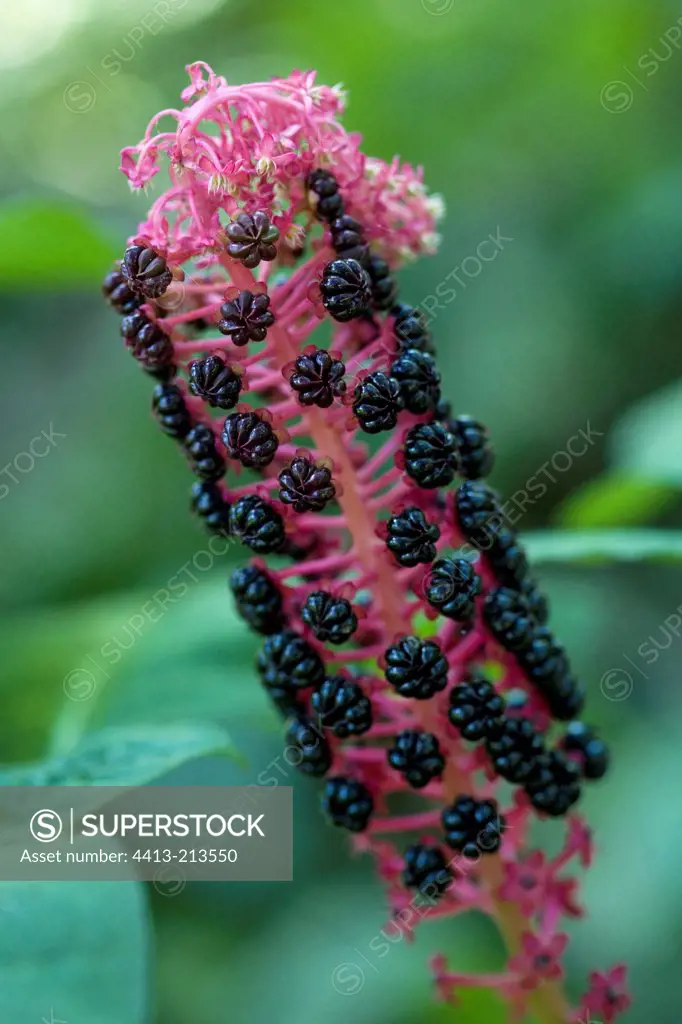 Ripe fruits of American Pokeweed in summer Hérault France